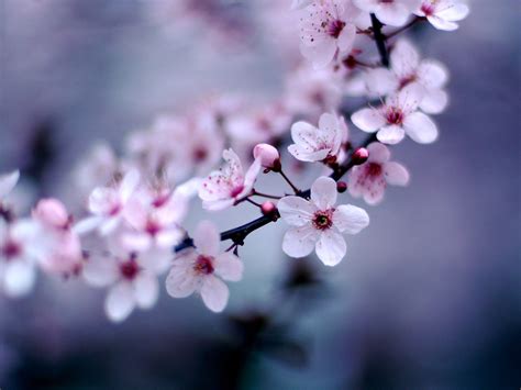 Page 1256 Duke Nukem Wallpapers Purple Cherry Blossom Hd