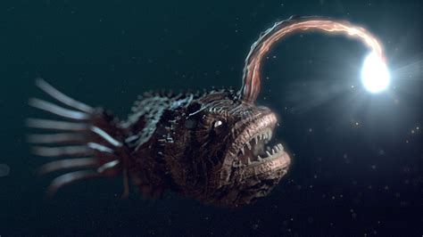 Sagull die met zwarte kop een andere zeemeeuw weg achtervolgen. 18 Deep Sea Creatures You Might Not Know