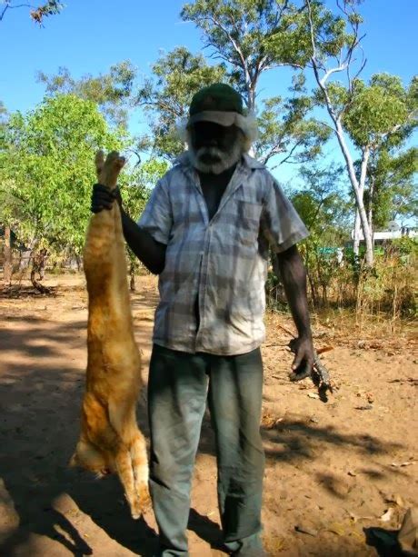 Terriermans Daily Dose Hunting Feral Cats In Oz