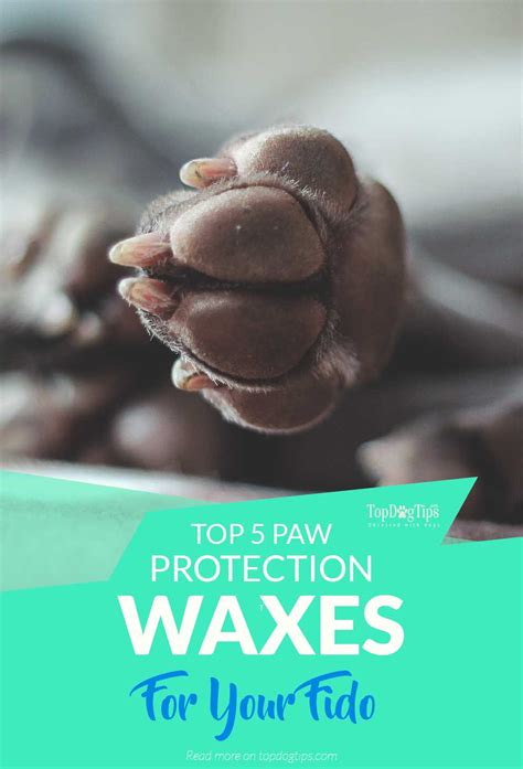 During winter, dogs paws are especially vulnerable. Top 5 Best Paw Protection Wax for Dogs in Winter and ...