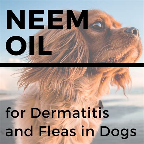 Does Olive Oil Help Dry Skin On Dogs