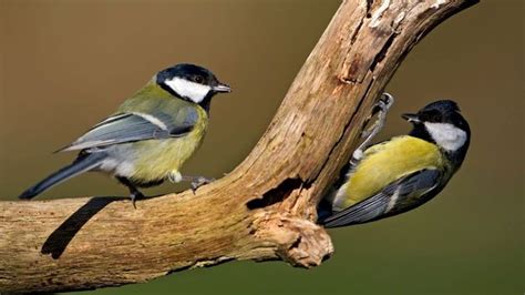 Bbc Earth Sneaky Female Birds Outwit Males