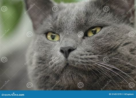 Close Portrait Of Serious British Shorthair Cat Stock Photo Image Of