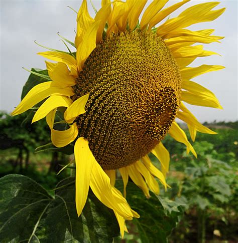 Stock Pictures Sunflower Photos