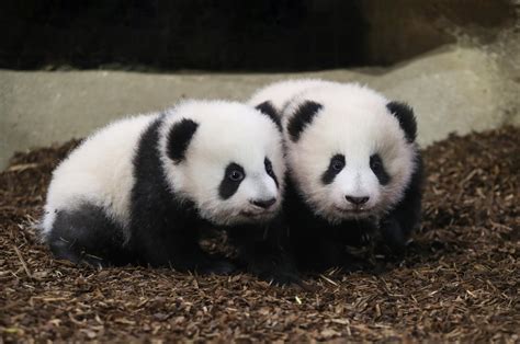 Public Fawns As Twin Panda Cubs Take 1st Steps In French Zoo Daily Sabah