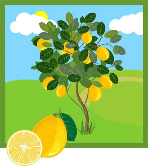 360 Lemon Tree Cartoons Stock Photos Pictures And Royalty Free Images