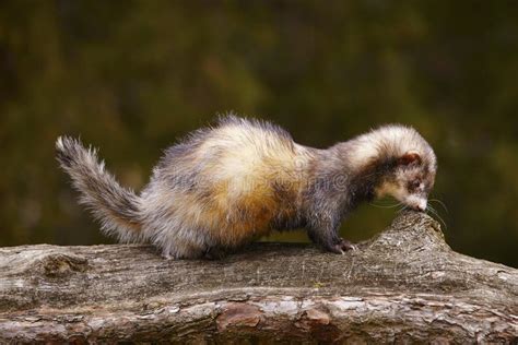 Dark Color Ferret Sitting On Tree And Enjoying Their Walk And Game In