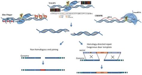 Crispr Cas9 Animation