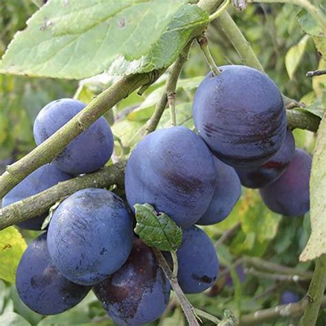 A deciduous tree, prunus insititia, native to eurasia and related to the plum. Plum 'Damson Merryweather' Tree | YouGarden