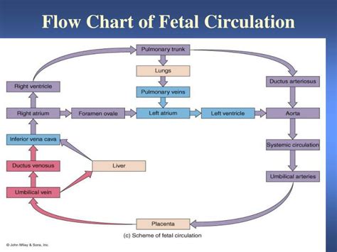 Fetal Blood Circulation Flow Chart