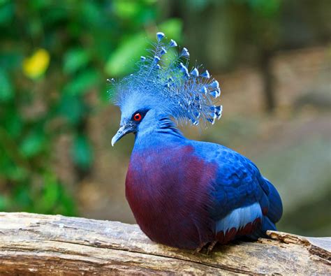 Flights Of Fancy The Most Colorful And Exotic Birds On The Planet