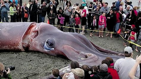 Real Giant Squid Found On Spanish Coast 9 Meters Long And 180kg In
