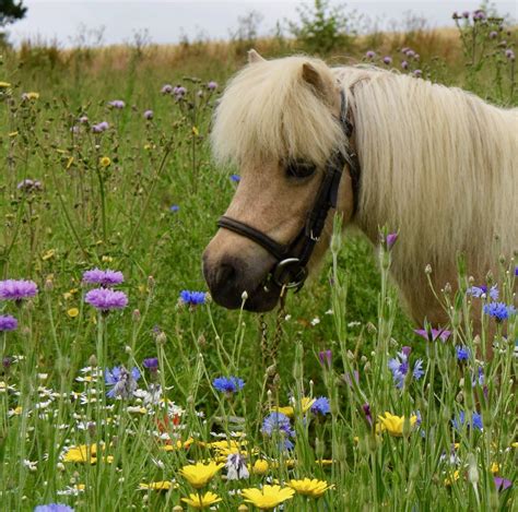Shetland pony Honeybee, Shetland Pony Club, Cobham, Surrey
