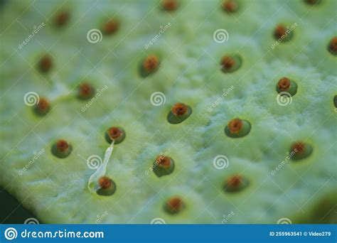 The Irregular Patterns Or Clusters Of Small Holes Or Bumps Stock Image