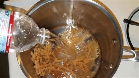 Sea moss is sold in several ways, including powders, gels and its raw and dried form. How to Cook Raw Sea Moss to a Gel/Jelly - YouTube | Irish ...
