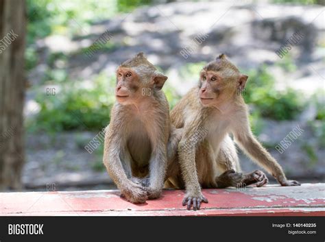 Two Monkeys Sitting Image And Photo Free Trial Bigstock