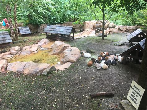 Guinea Pig Exhibit Zoochat