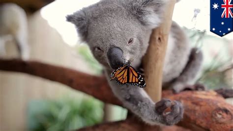 Baby Koala Wallpaper 57 Images