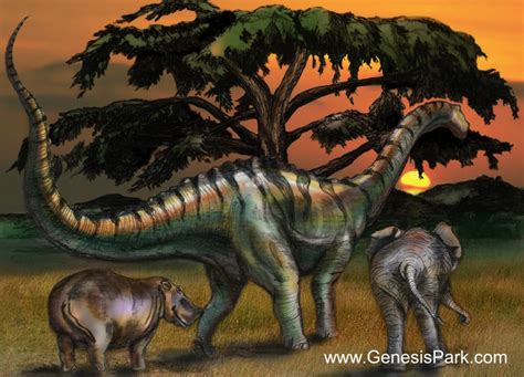 The Behemoth of Job 40 | Genesis Park