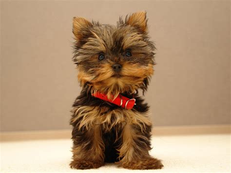 There are 46 aesthetic anime wallpapers published on this page. Online Wallpapers Shop: Cute Puppy Pictures, Puppy ...