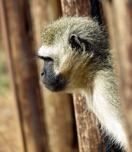 Monkey Looking Out Vervet Monkey Chlorocebus Pygerythrus Flickr