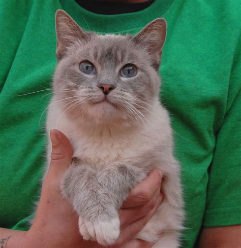 Contact siamese blue point cat on messenger. Amelia is a Lilac Point Siamese kitten debuting for ...