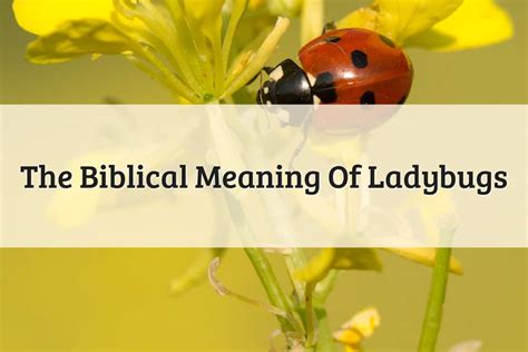 Biblical Meaning Of Ladybugs Epic Myth And Symbol 2023