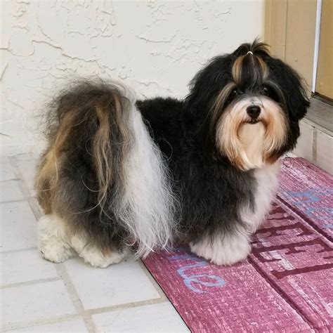 Petland florida has top quality puppies from the top 2% usda breeders available for purchase. FOREVER POODLES & HONOR HAVANESE - AKC Havanese & Poodle ...