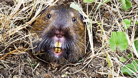 Gopher Grabbers Pinpoints Burrowing Rodents