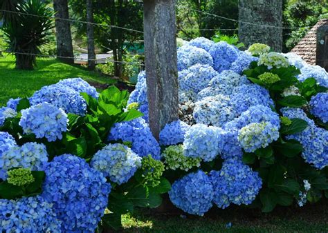 Blue Hydrangea Varieties Discover The Hues And Blooms For Your Garden
