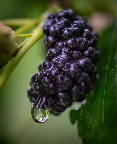 Mulberry Berry Fruit Morus Free Photo On Pixabay Pixabay