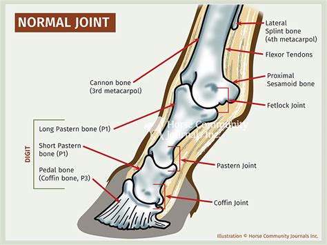 Diagnosis and Treatment of Equine Joint Disease | Horse Journals