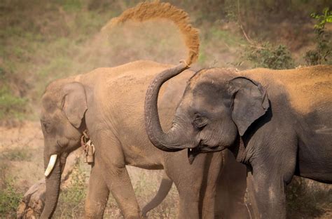 sex differences in personality traits in asian elephants science codex