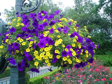 Here are 20 flowers that can withstand all the sun and heat that summer brings. hanging baskets yellow flowers | Plants for hanging ...