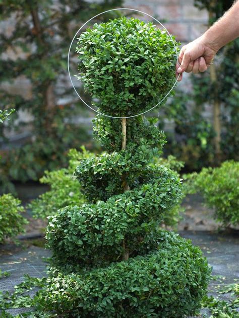 Diy Topiary Projects For The Garden The Garden Glove Topiary Diy