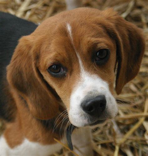 Olx south africa offers online, local & free classified ads for new & second hand pets. File:Beagle puppy portrait.jpg - Wikipedia