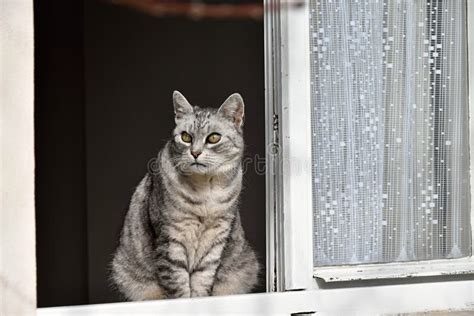 Cat Looking Out Window Stock Photos Download 1756 Royalty Free Photos