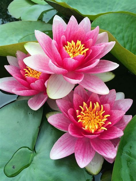 Water Lilies Easy Flowers