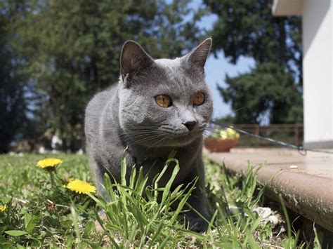 5 Things To Know About Chartreux Cats