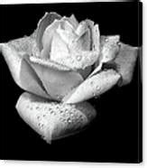 Platinum Rose Flower Photograph By Jennie Marie Schell Pixels