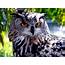 Animal Great Horned Owl 453  Wallpapers13com