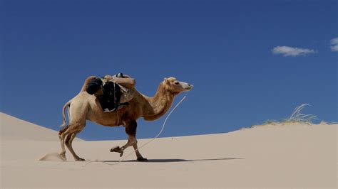 Desert Camel Hd Wallpapers Top Free Desert Camel Hd Backgrounds