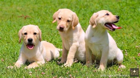 We did not find results for: Comprar cachorro Labrador | Perros DOGKING