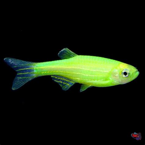 Glofish Electric Green Danio Blueplanet Aquarium Çözümleri
