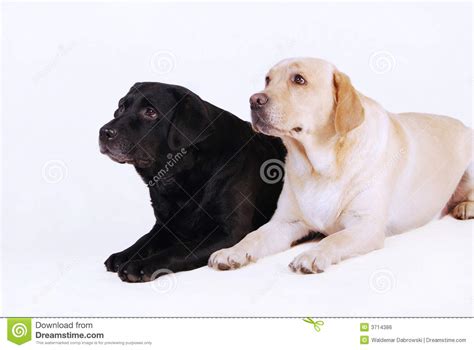 Two Labradors Black And Yellow Stock Photo Image Of Black Companion