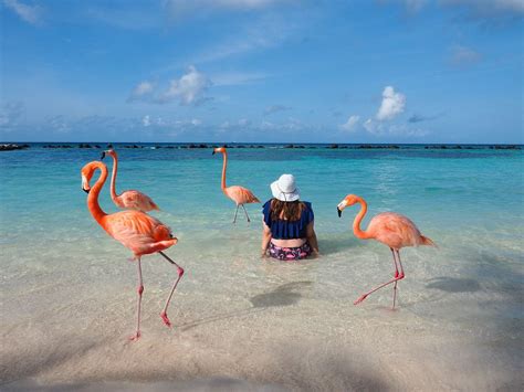 The Perfect Aruba Itinerary 5 Days On One Happy Island Aruba Flamingos