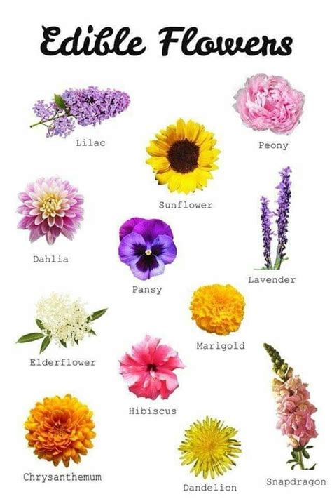 Your Edible Flowers And Some New Ones To Add To Your