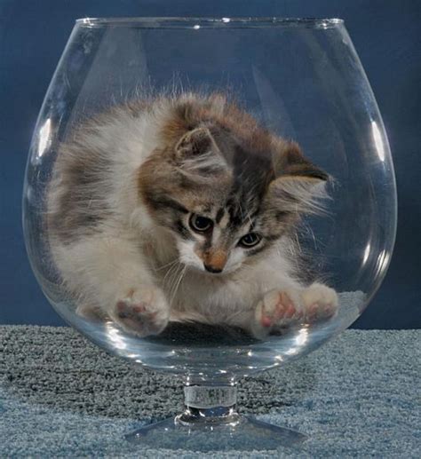 Nouveau loisir créatif incontournable du moment ! Photo de chat: Chaton trop chou dans un gros verre qui ...