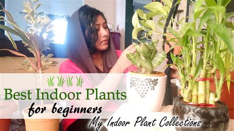 Shop the best indoor plants for kitchens, bedrooms, and living rooms. Best Indoor Plants for Beginners in Malayalam | my indoor ...