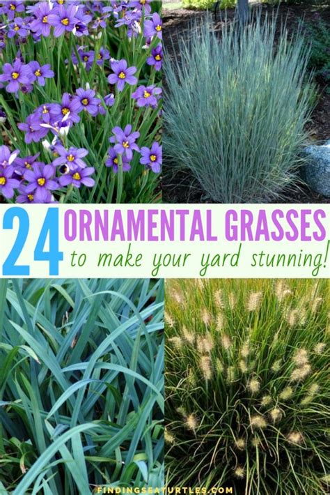 24 Best Ornamental Grasses
